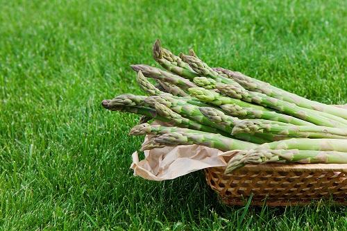 籐のバスケットのエコパッケージに詰められた有機の新鮮なアスパラガス