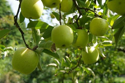 リンゴの木（王林）