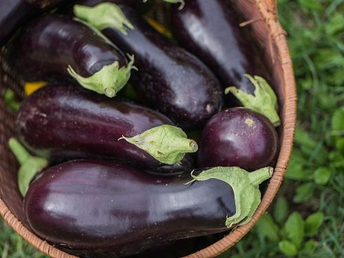 枝編み細工品バスケットの新鮮なナス