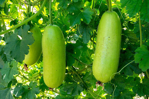 【冬瓜】の栄養と効能を紹介！豊富な水分でむくみ解消！