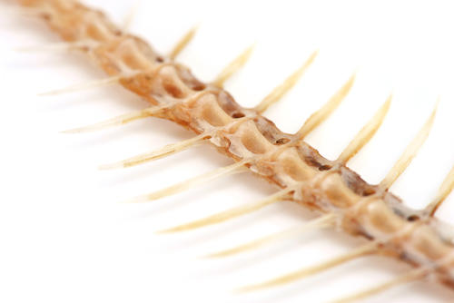 もう逃さない！栄養たっぷり骨まで食べられる魚の調理法とは？