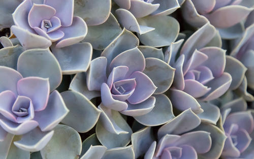 インテリアにも！食べられるサボテン「グラパラリーフ」