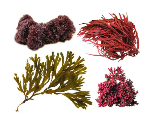 海藻って消化しづらいの？水溶性食物繊維の健康効果とは！