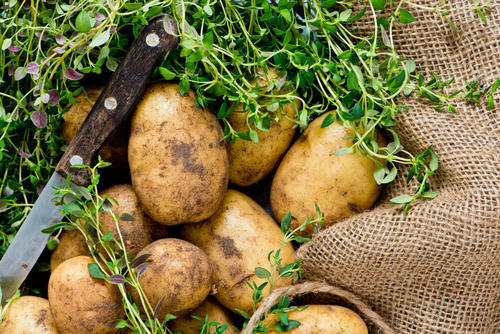 なかなか手に入らないじゃがいも！？【さやか】の特徴や用途