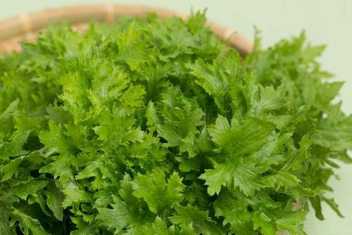 からし菜の仲間【わさび菜】は辛いの？葉わさびとの違いは？