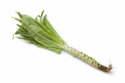 山クラゲやアスパラガスレタスとも呼ばれる【茎レタス】の特徴を解説