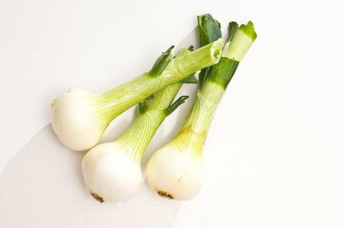 春先に出回るたまねぎ【白玉ねぎ】の特徴を解説！生食に向いている？