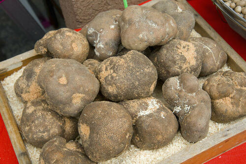 見た目はワイルド！中身は上品？【つくねいも】はやまのいもの仲間