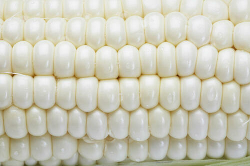 黄色ではなく白いとうもろこし！？ホワイトコーンの特徴とは