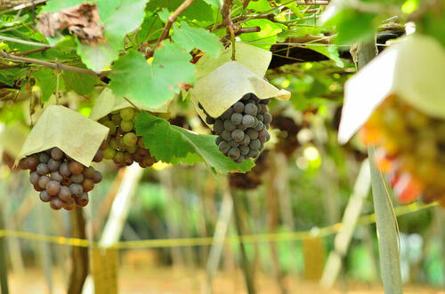 メイド・イン・ジャパンのワインを支える【マスカット・ベーリーA】