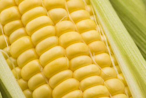 まるでスイーツ！特徴ある甘さのとうもろこし【サニーショコラ】とは