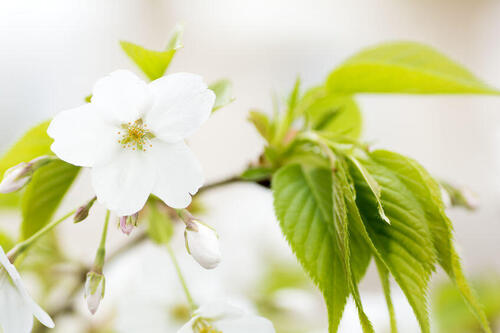 【ラ・ロッサ】ってどんなチーズ？特徴や相性の良いお酒を紹介