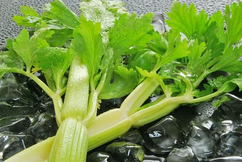 【セロリ】大辞典！栄養や保存方法、おすすめの食べ方などを徹底解説