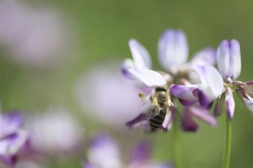 超高級品【れんげはちみつ】とは？その特徴や貴重な理由を解説