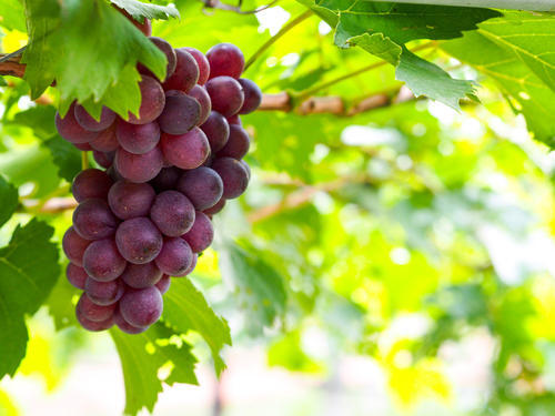 ぶどうの袋掛けの意味は？美味しいぶどうの育て方や選び方も解説。