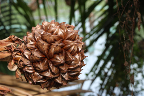 【ニッパヤシ】を解説！東南アジアの定番フルーツの食感はまるでナタデココ？