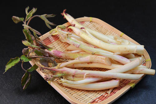 ザルに盛られたウドの画像