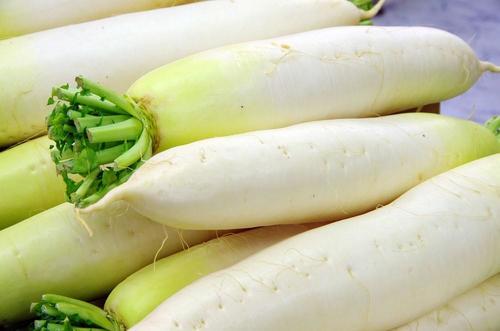 【宮重大根】とは？愛知県特産の大根は青首大根のルーツだった！