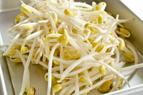 【もやし】の保存方法とは？正しい冷蔵と冷凍の仕方を解説