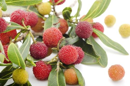 山桃のおすすめ食べ方を紹介！シロップ漬けやジャムにピッタリ！