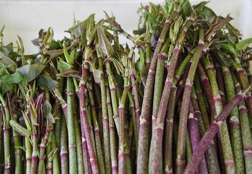 イタドリの画像