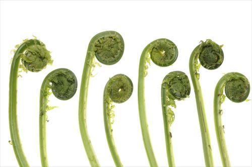 【こごみ】はあく抜きが必要？調理前の下処理の方法を解説！