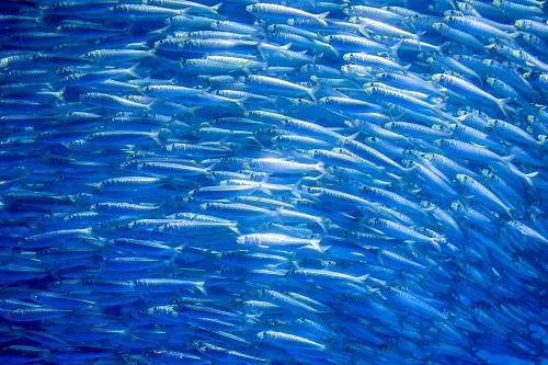 イワシの魚群
