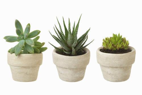 陶器製の鉢に植えられたサボテンの写真