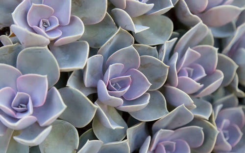 今人気の多肉植物にはどんな種類が？育て方のポイントを紹介