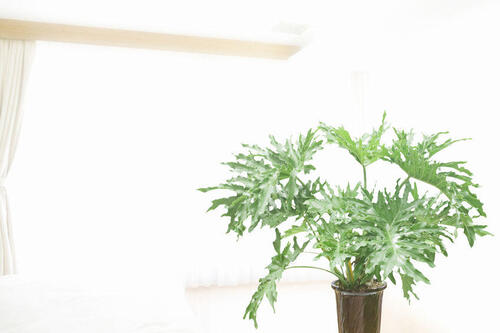 リビングで観葉植物を飾るコツは？温度管理や剪定の注意点を紹介