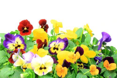 パンジーの育て方を解説！お庭や室内でパンジーを楽しもう！