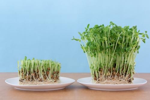 豆苗の再生栽培