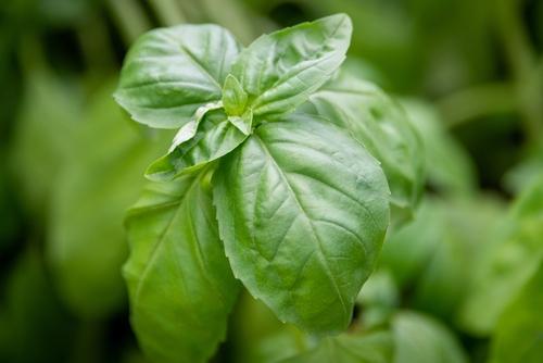 バジル