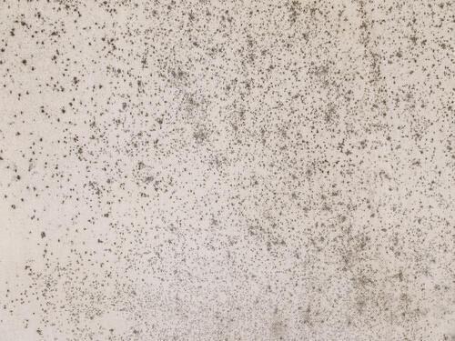 壁紙に発生した黒カビのイメージ写真