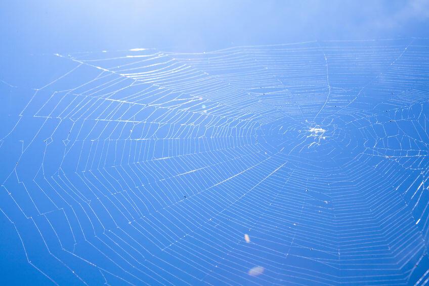 青く晴れた空と蜘蛛の巣の写真