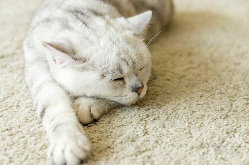 洗えるラグが使いやすい！汚れが目立たない色や手入れ方法を紹介