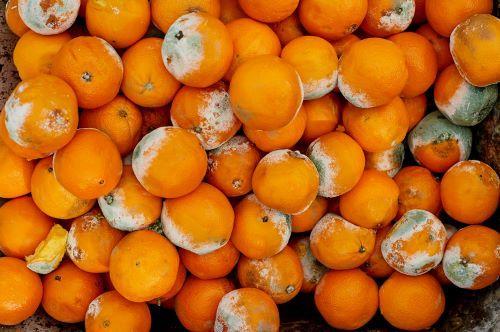 「またやっちまった…」みかんを【カビだらけ】にしたことある人は必見！腐るのを防ぐ方法アリ！