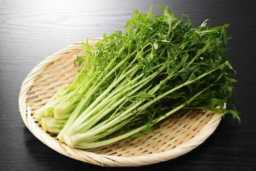 知っておくと便利！『水菜』を“新鮮なまま”長持ちさせる【意外と知らない】保存方法