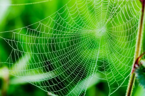 “益虫”とはいえやっぱりコワい（涙）！→家で見つけた『蜘蛛』を安全に撃退する方法は！？